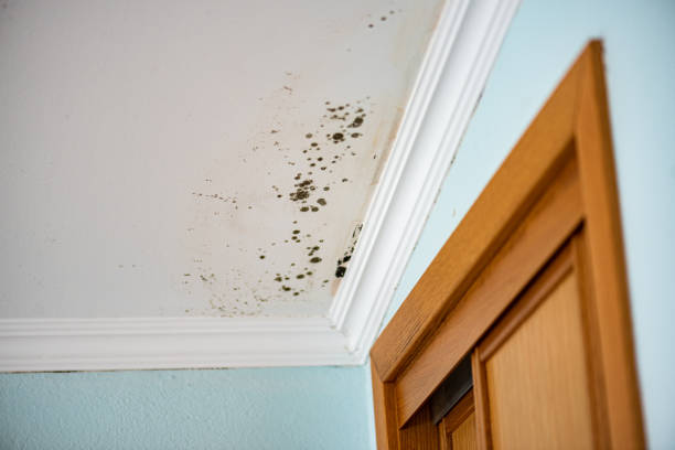 Best Residential Mold Remediation in Ridgeland, SC