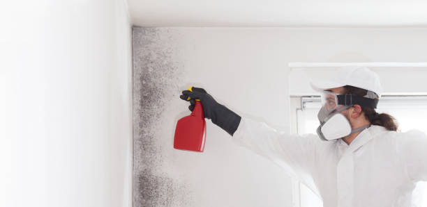 Best Emergency Mold Remediation in Ridgeland, SC