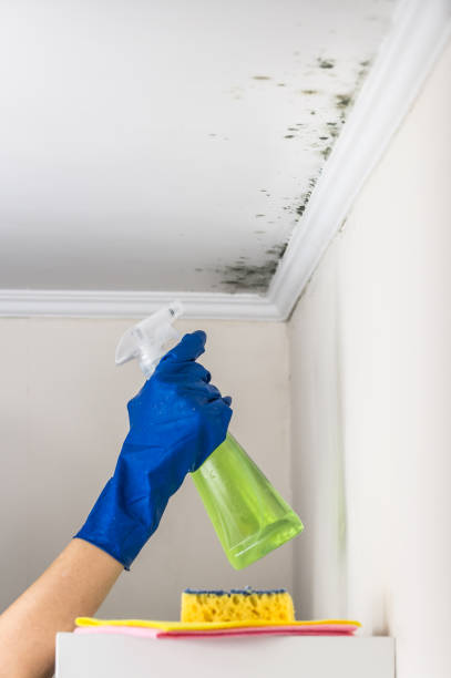 Best Localized Mold Remediation (e.g., coastal areas, humid climates) in Ridgeland, SC