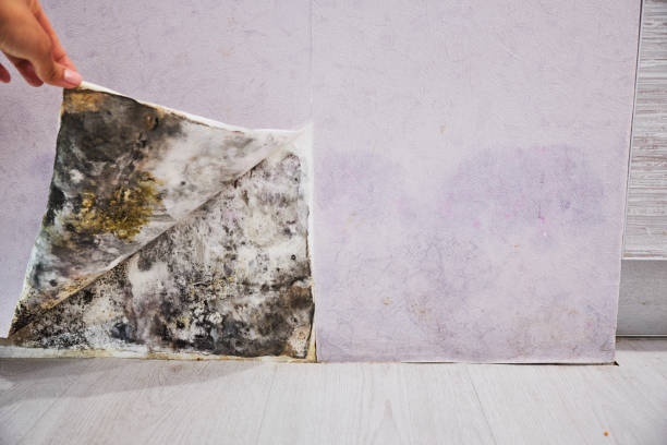 Best Residential Mold Remediation in Ridgeland, SC